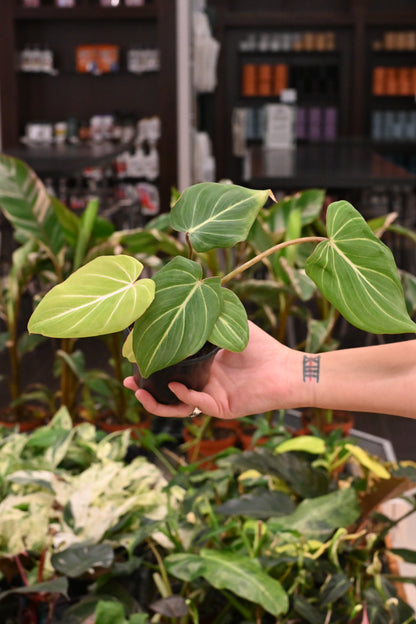Philodendron Gloriosum