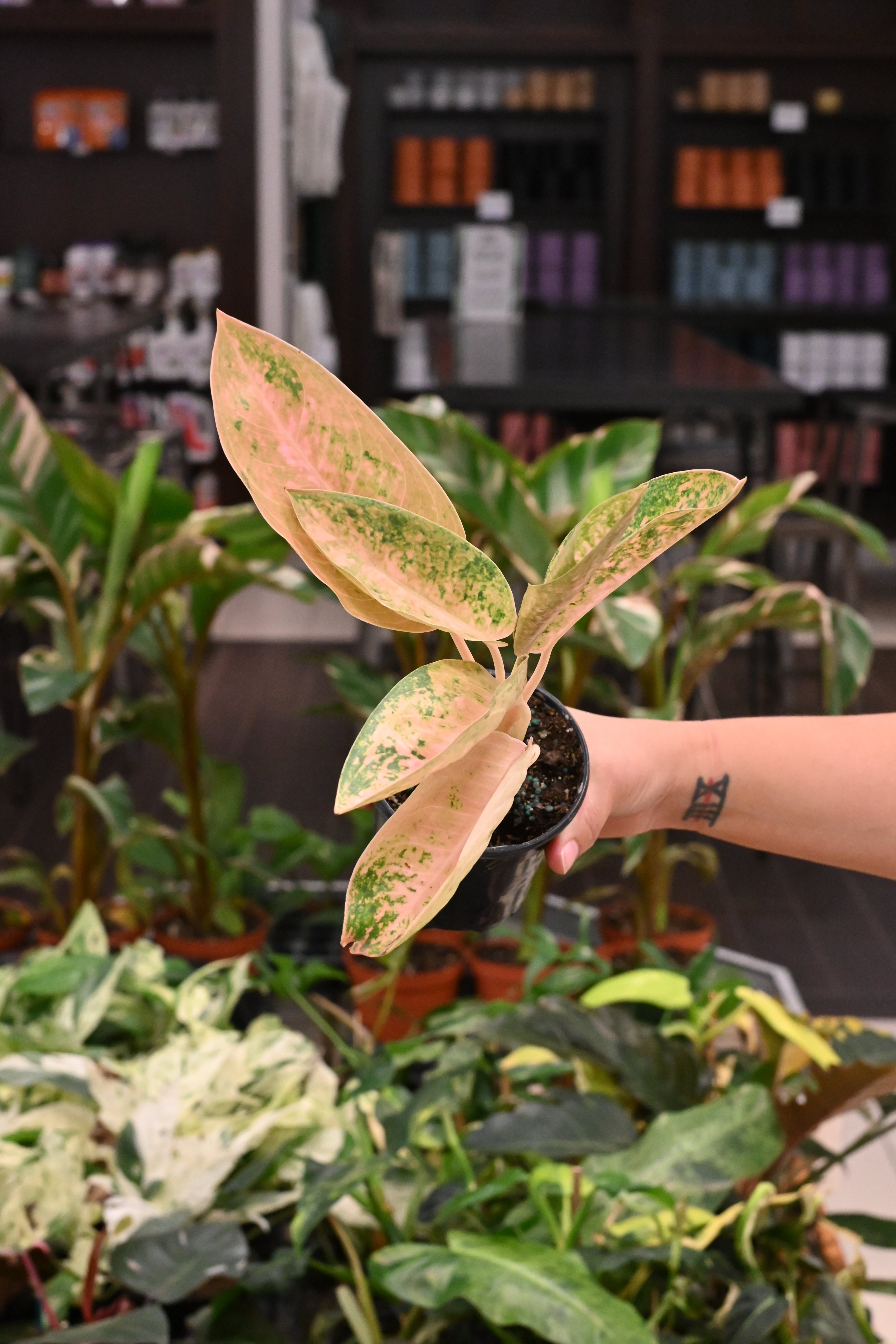 Aglaonema Sweet Banana