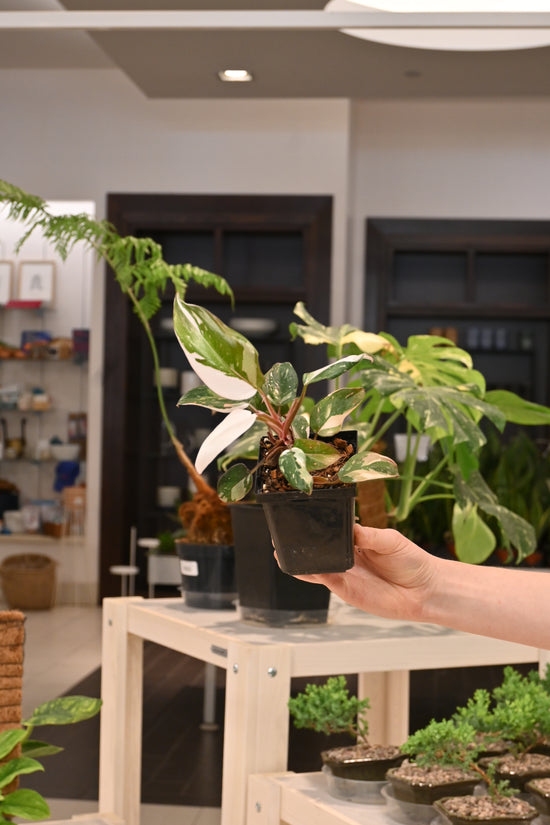 Philodendron Red Anderson