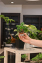Pilea Peperomioides