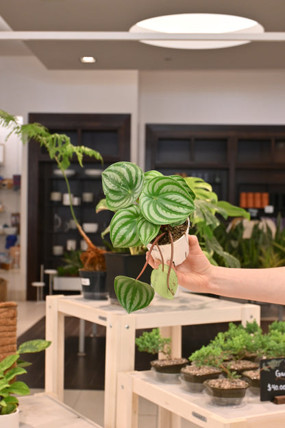 Peperomia Watermelon