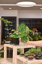 Peperomia Ecuador