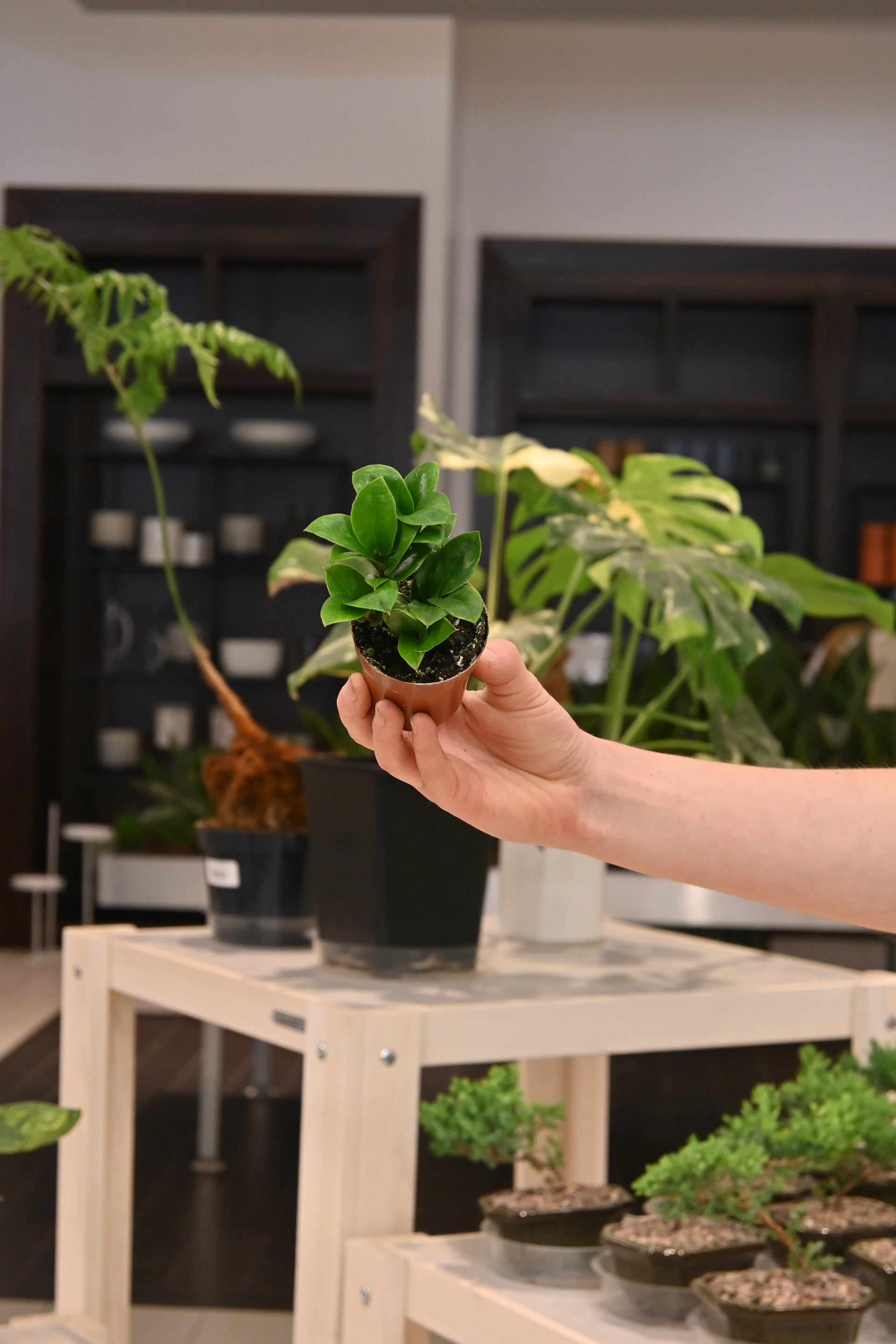 mini zz plant care ZZ Zenzi Mini