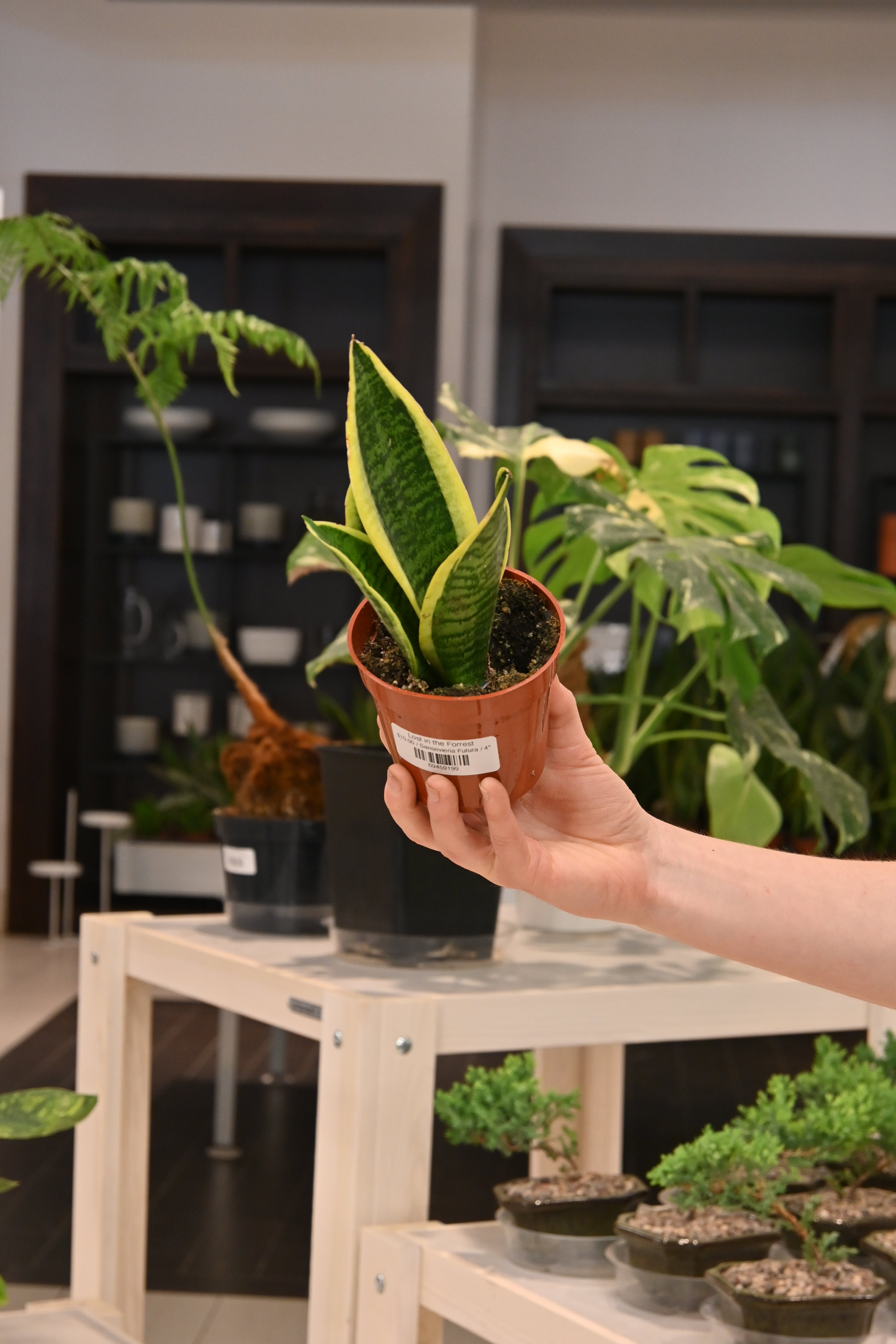 Sansevieria Futura