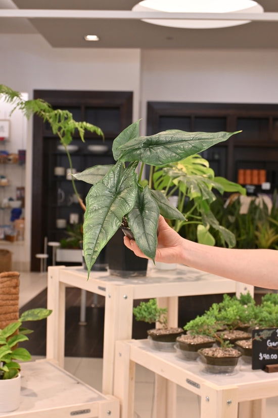 Alocasia Heterophylla Dragon&