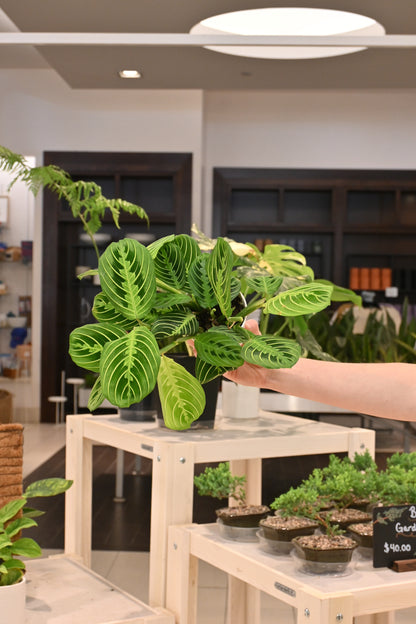 Maranta Lemon Lime