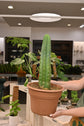San Pedro Cactus