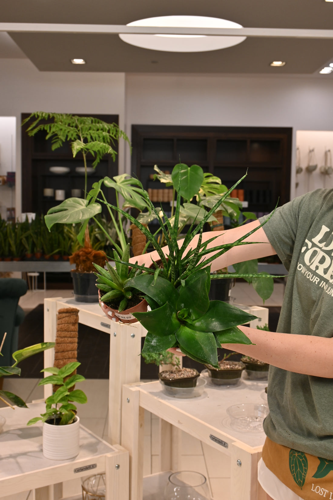 Sansevieria Assorted