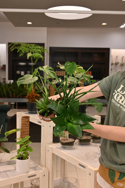 Sansevieria Assorted