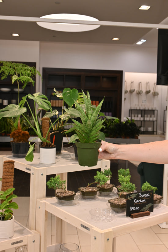 Sansevieria Pagodah Green