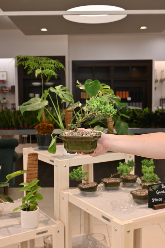 Bonsai Garden - Assorted