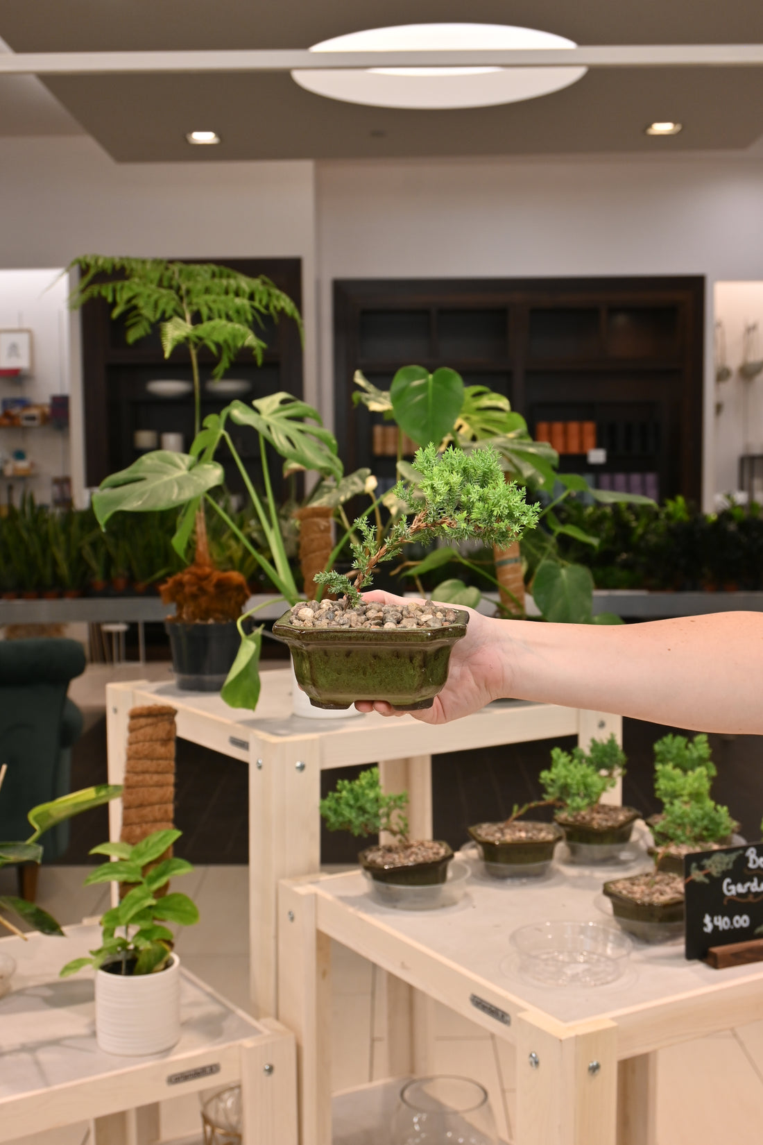 Bonsai Garden - Assorted