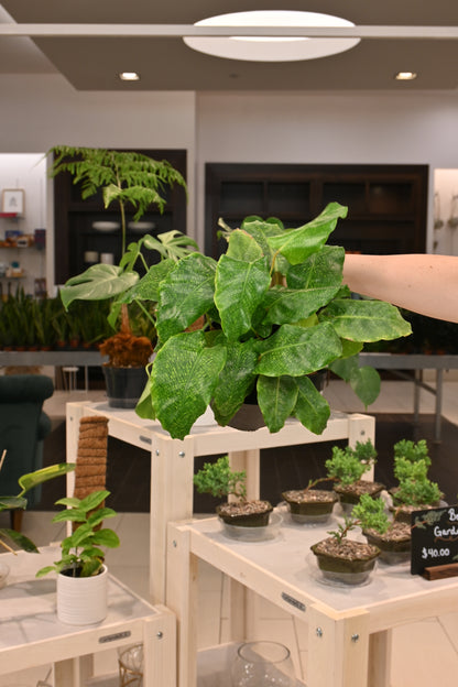 Calathea Network