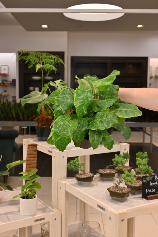 Calathea Network