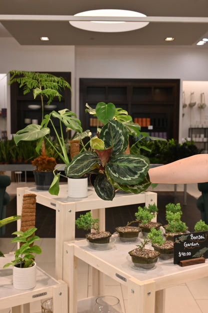 Calathea Medallion