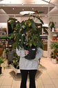 Angel Wing Begonia
