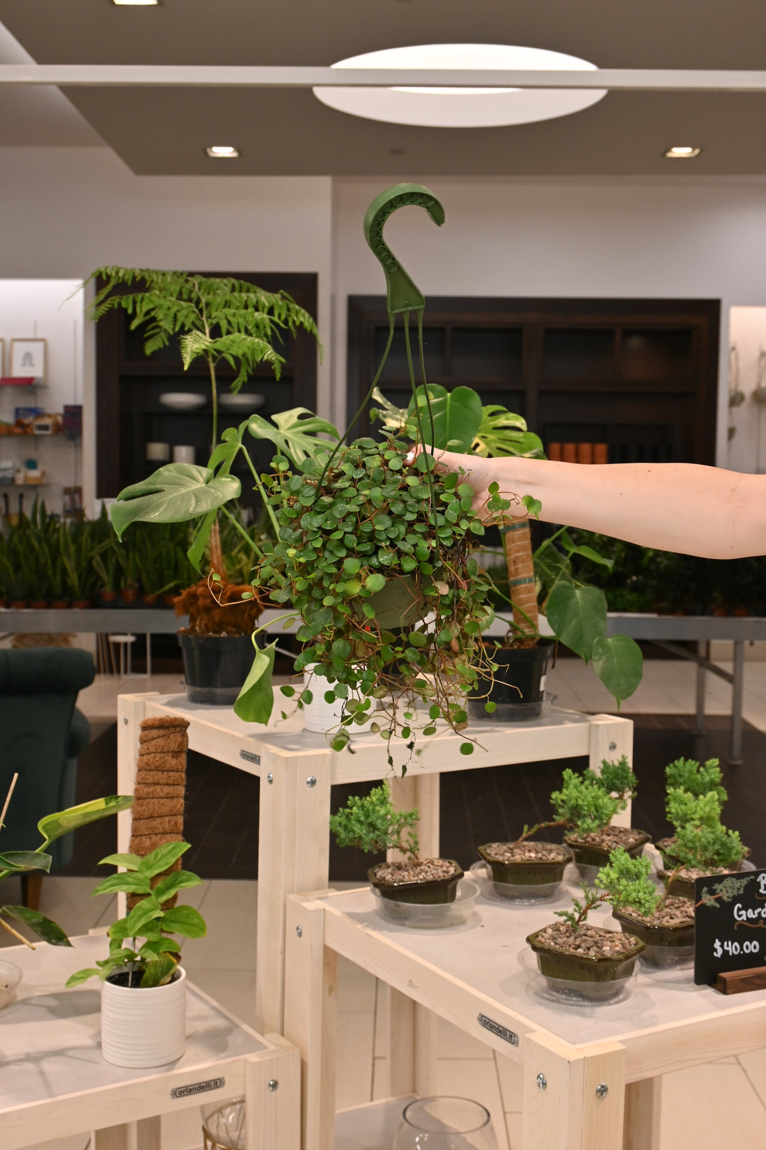 Peperomia String of Coins