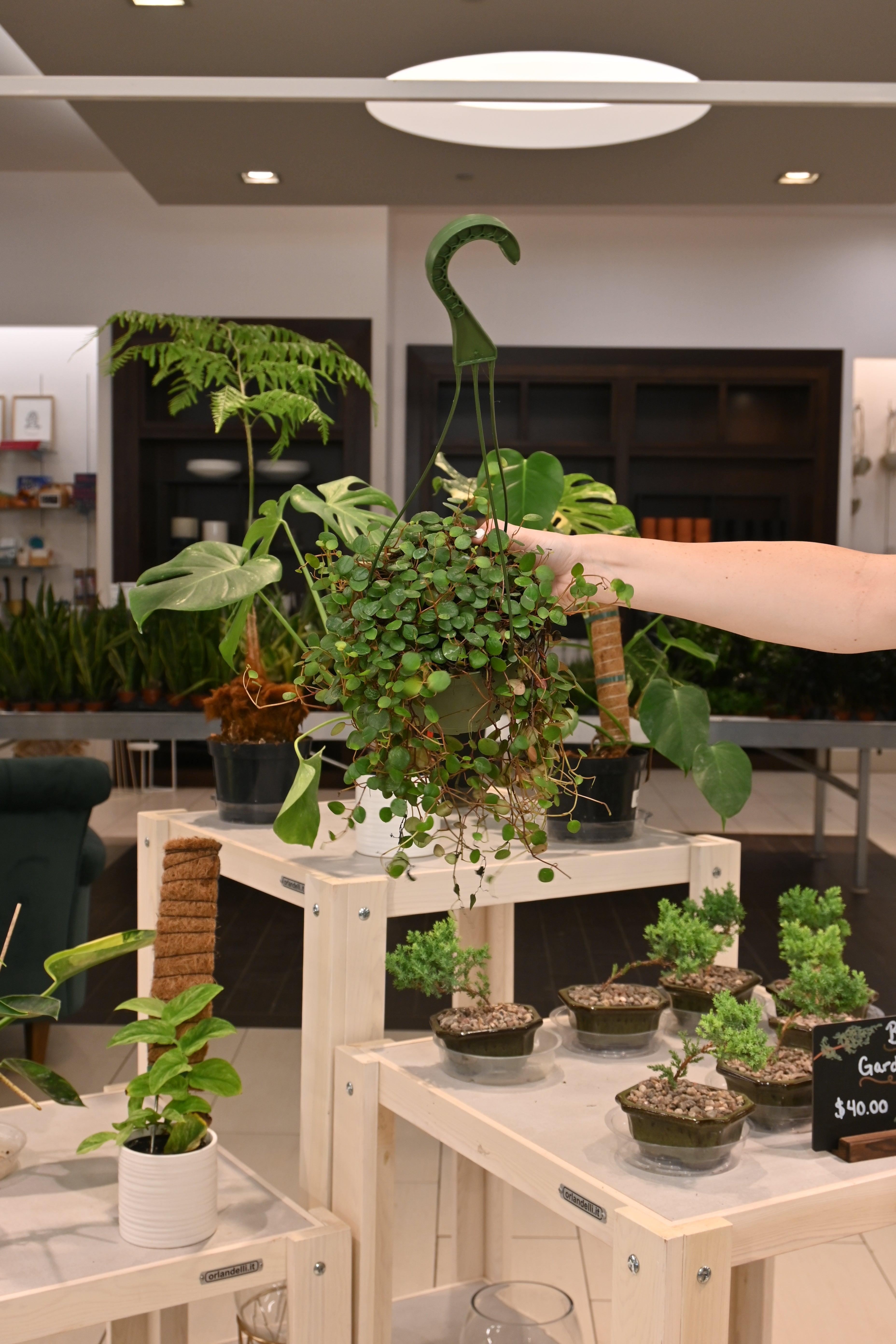 Peperomia String of Coins