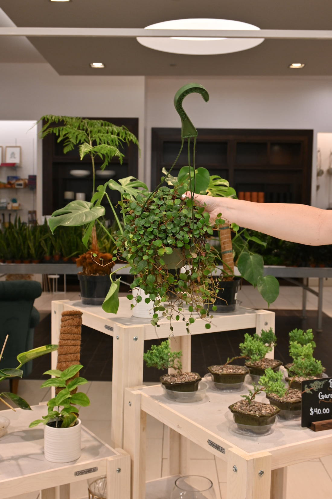 Peperomia Ruby Cascade