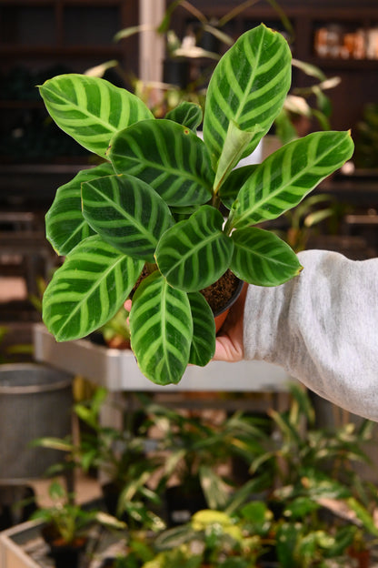 Calathea Zebrina