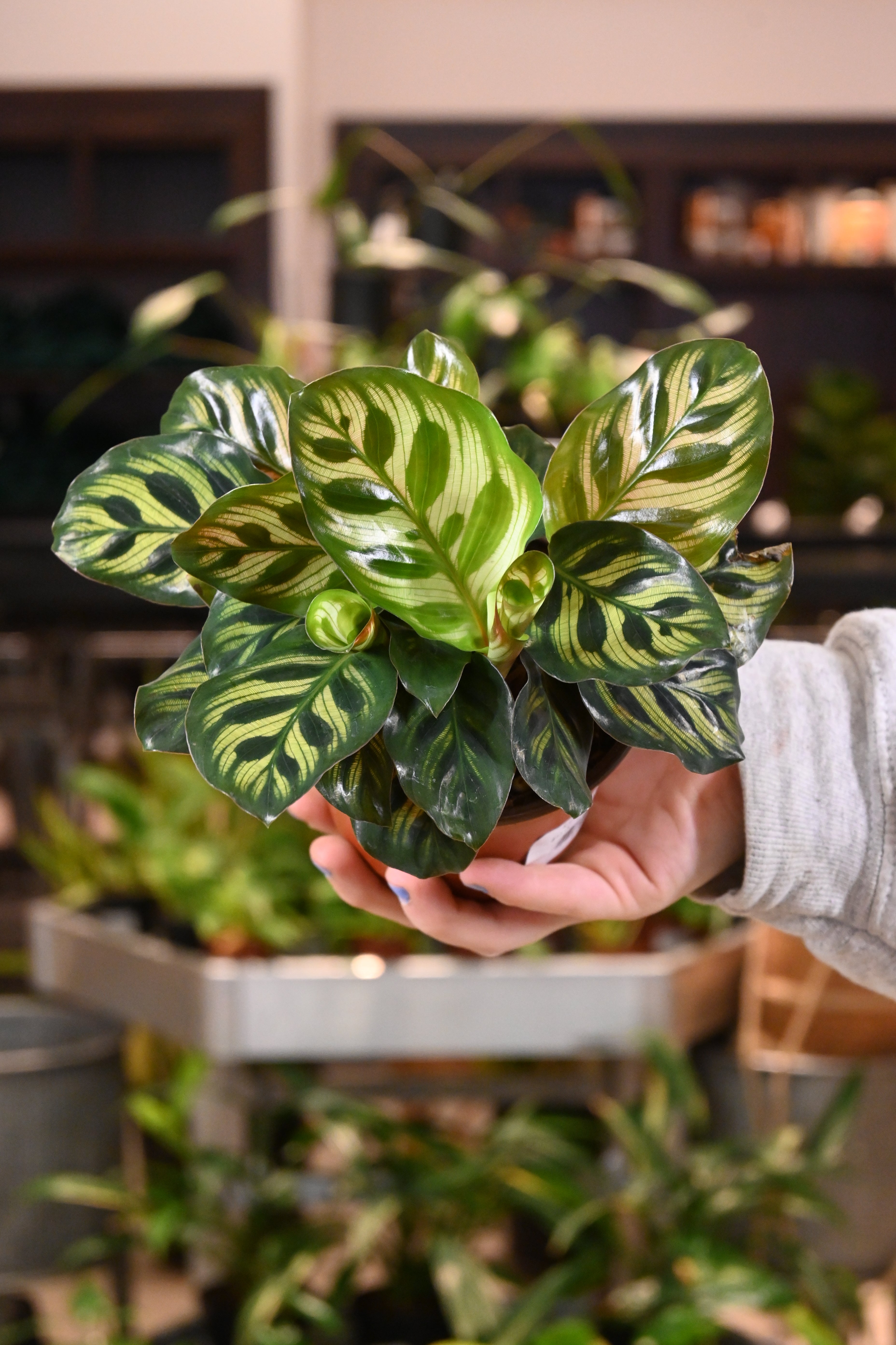 Calathea Makayona
