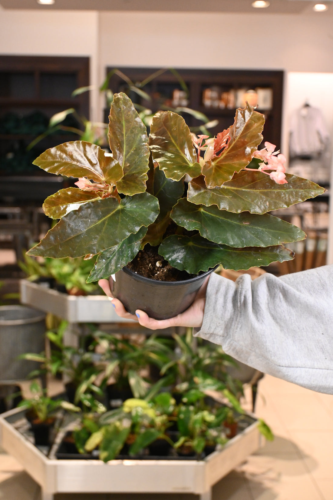 Angel Wing Begonia