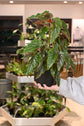 Angel Wing Begonia