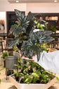 Angel Wing Begonia