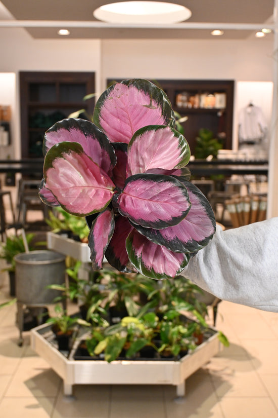 Calathea Pink Star