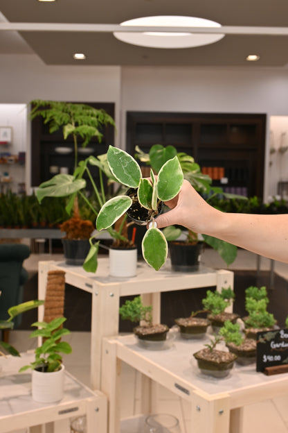 Hoya Krimson Queen