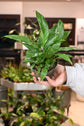 Variegated Peace Lily &