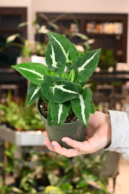 Syngonium Wendlandii