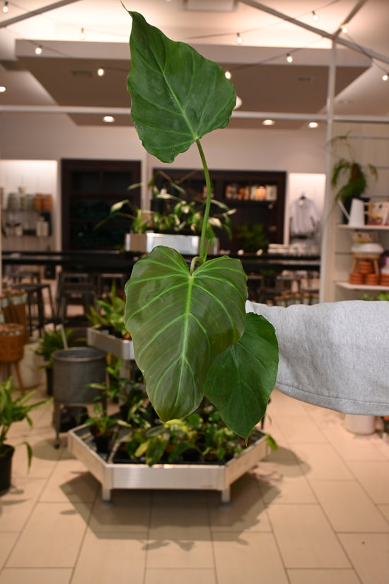 Philodendron  Corsinianum