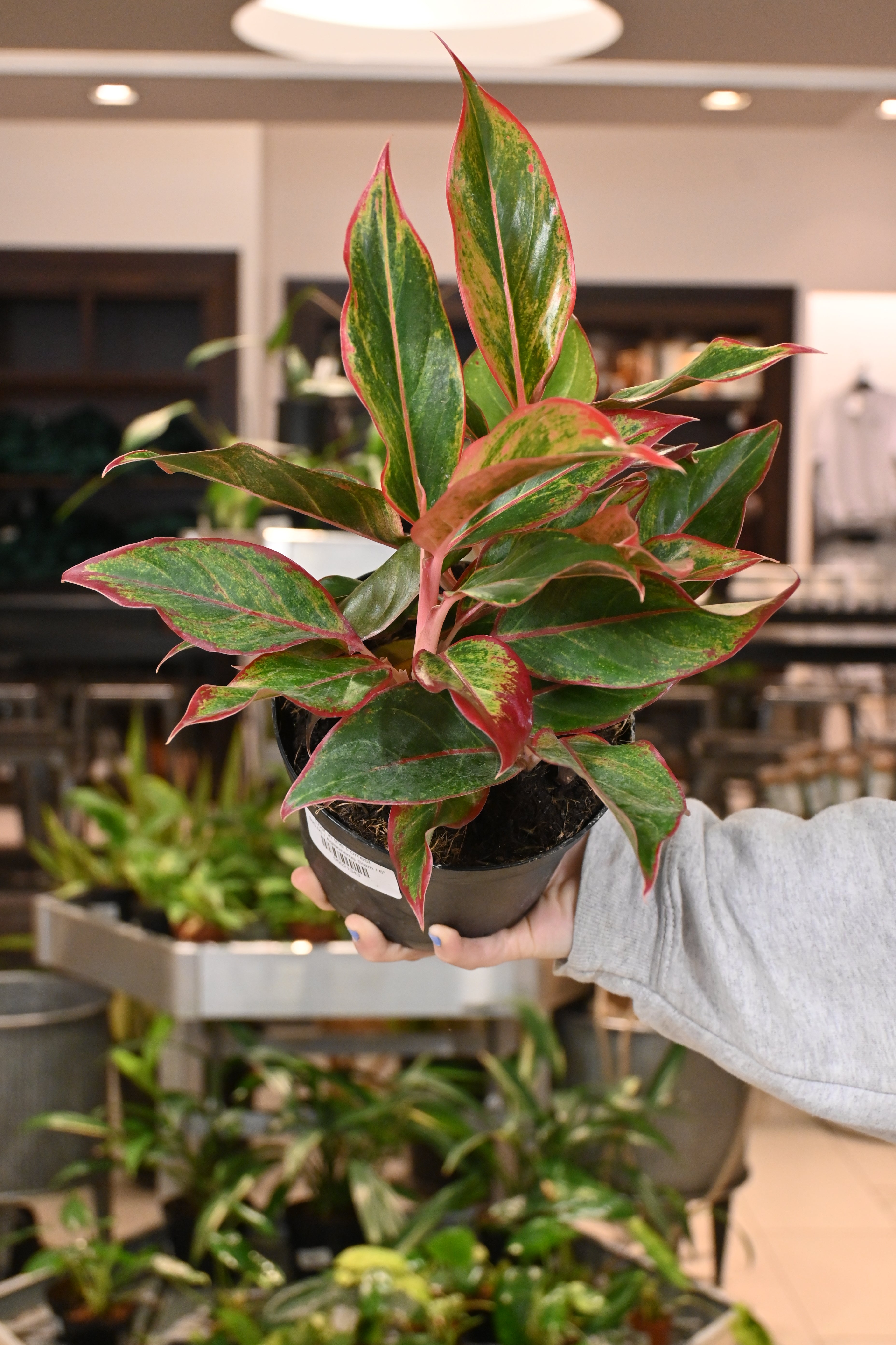 Aglaonema Siam