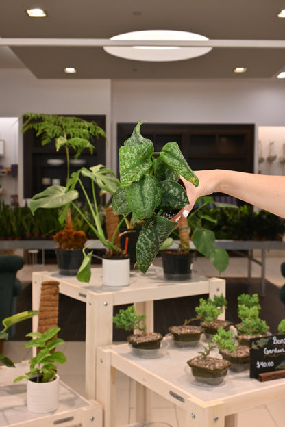 silver splash pothos for sale Scindapsus Silver Splash – Lost in the Forrest