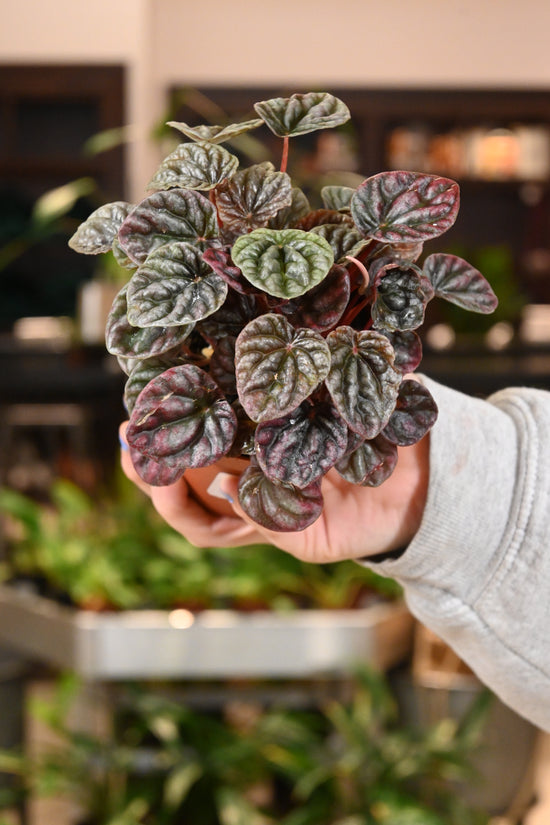 Peperomia Luna Red