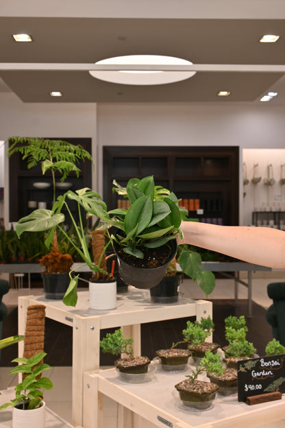 Scindapsus Treubii Moonlight