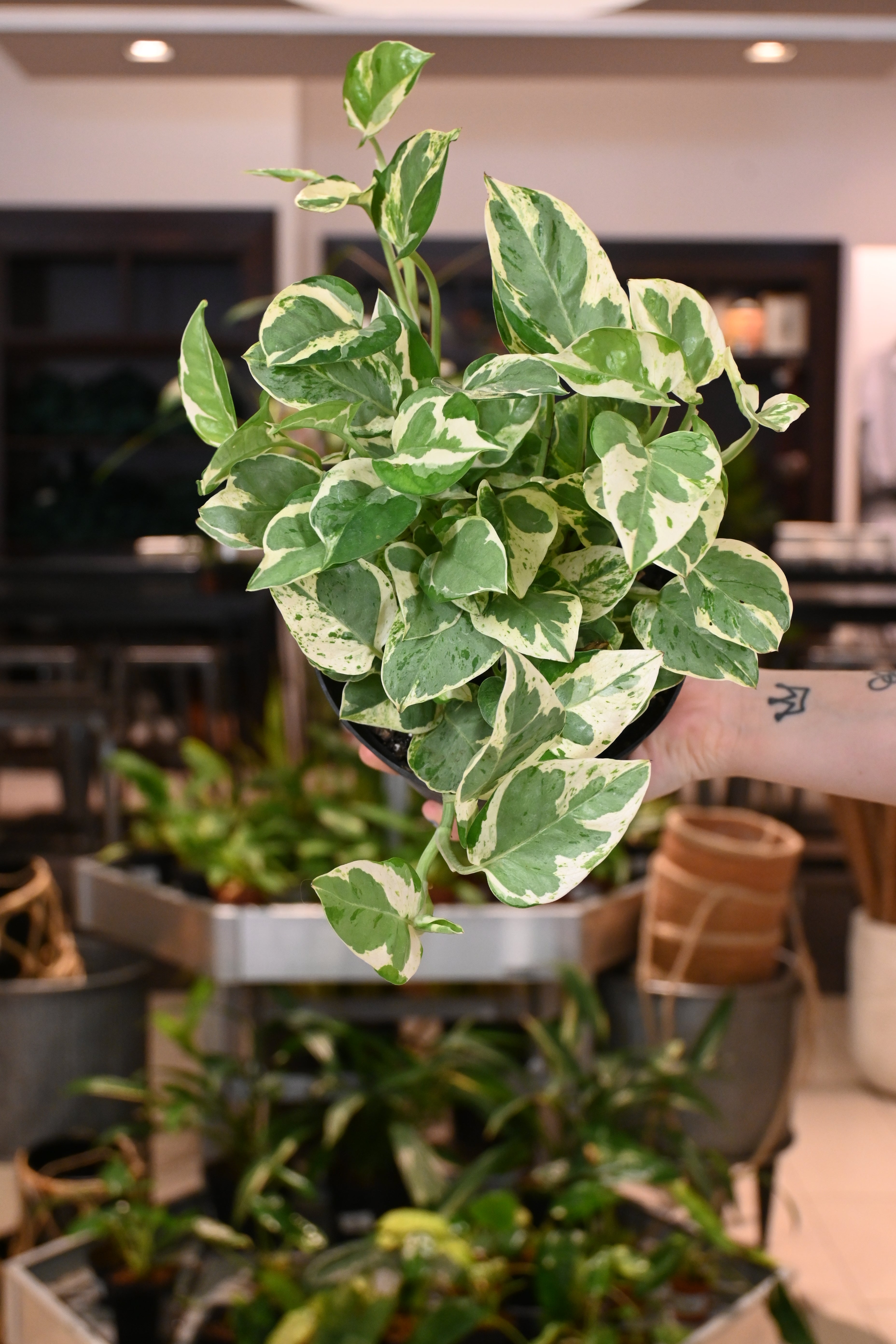 Pearls and Jade Pothos