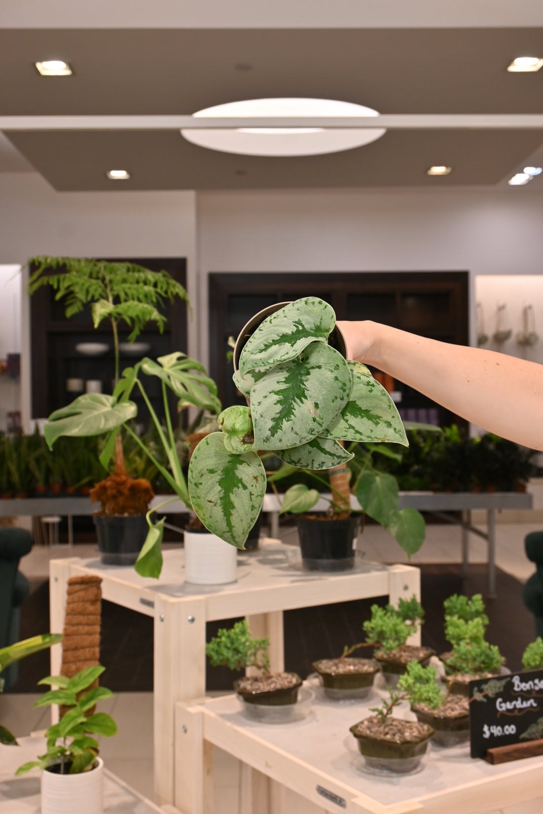 Scindapsus Sparkling Borneo