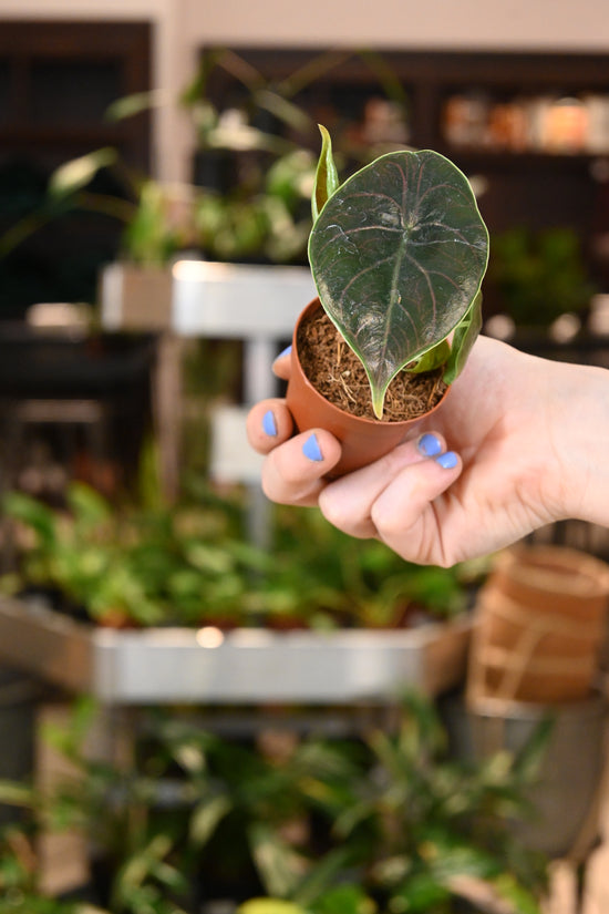 Alocasia Azlanii