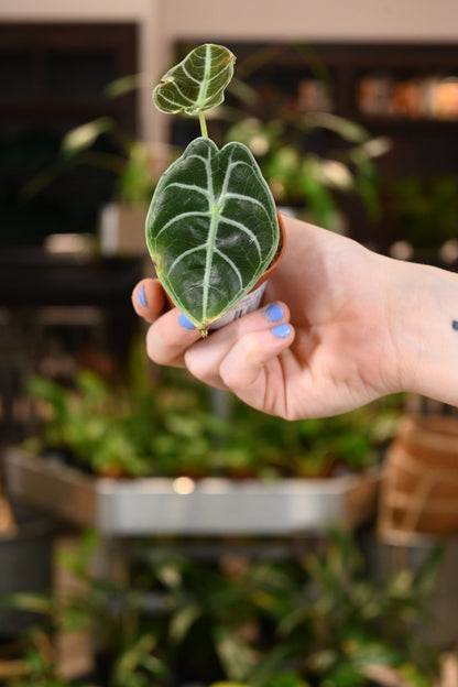 Alocasia Watsoniana