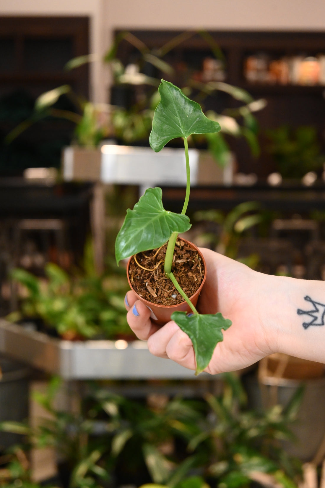 Alocasia Triangularis