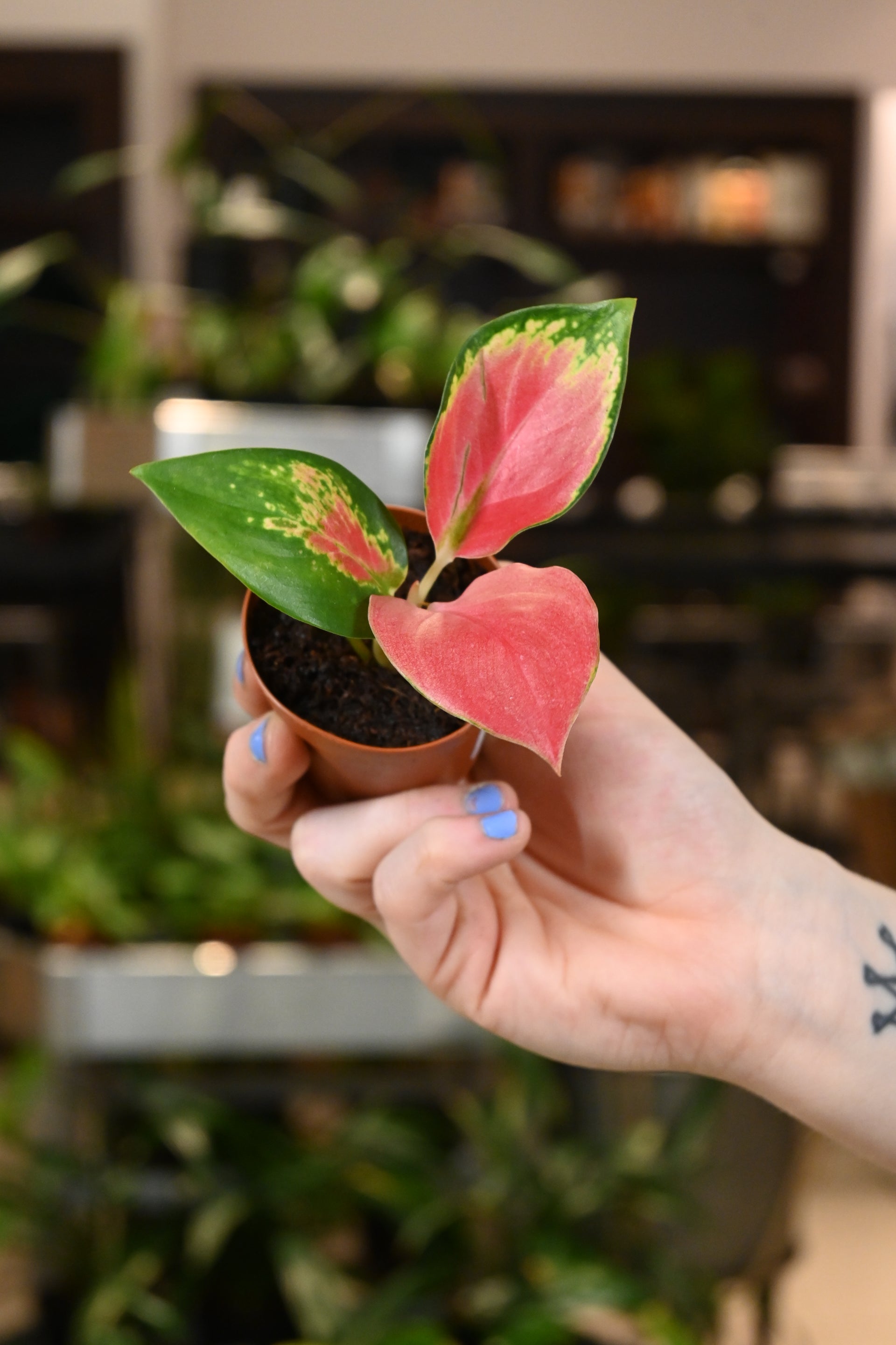 aglaonema red dwell Aglaonema Red King – Lost in the Forrest