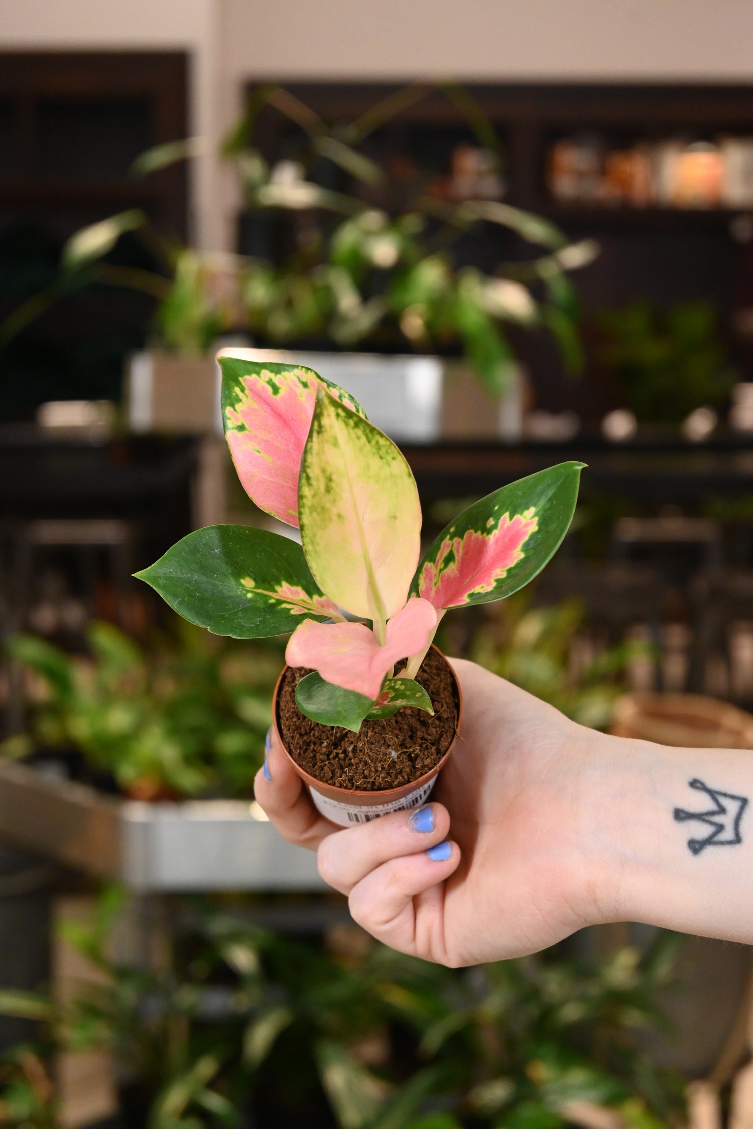 aglaonema red china Aglaonema China Red