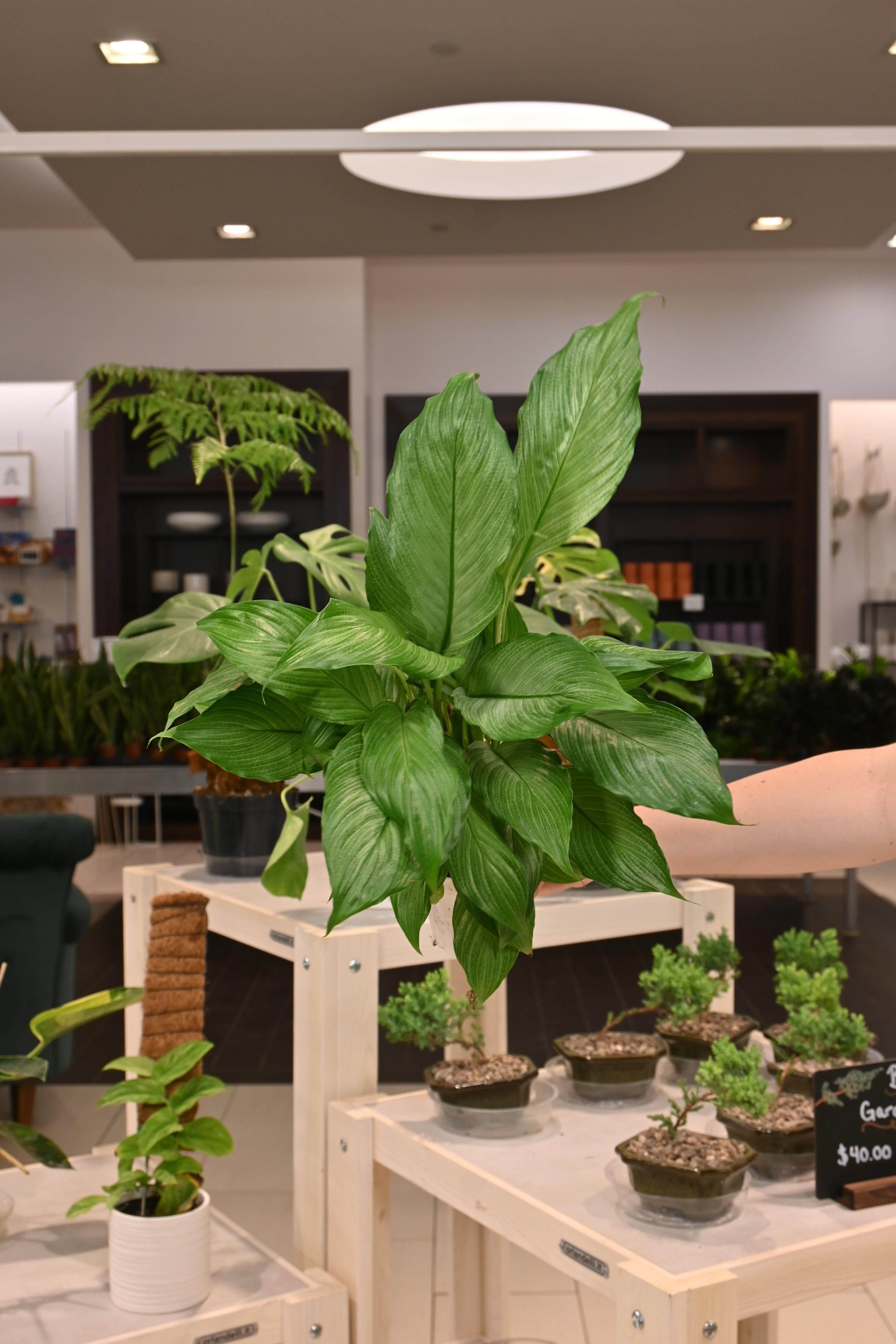 Spathiphyllum Platinum Mist