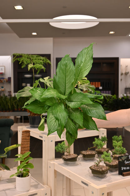 Spathiphyllum Platinum Mist