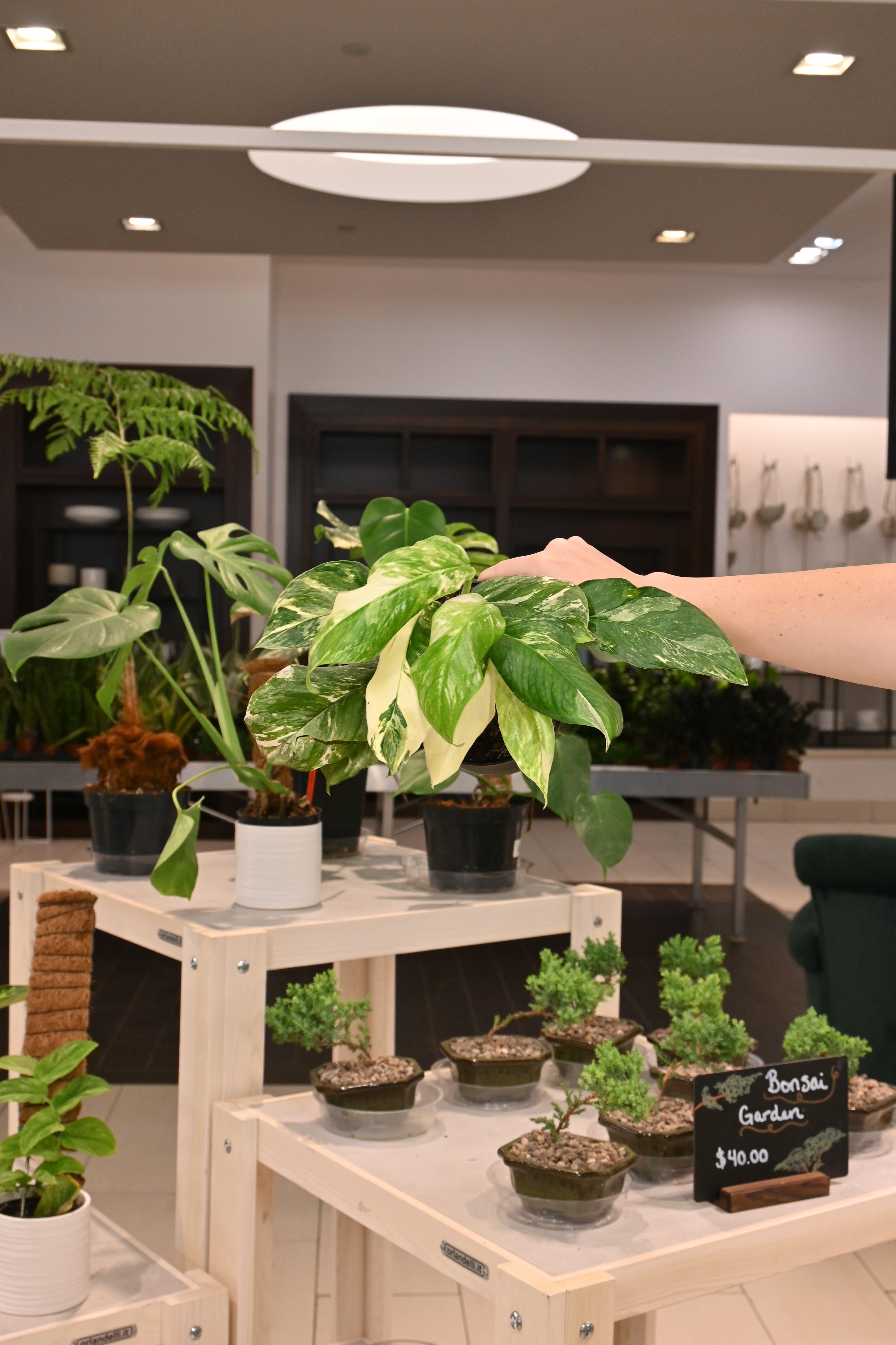 Monstera Lechleriana Variegated