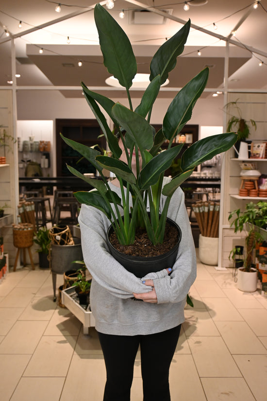 Orange Bird of Paradise