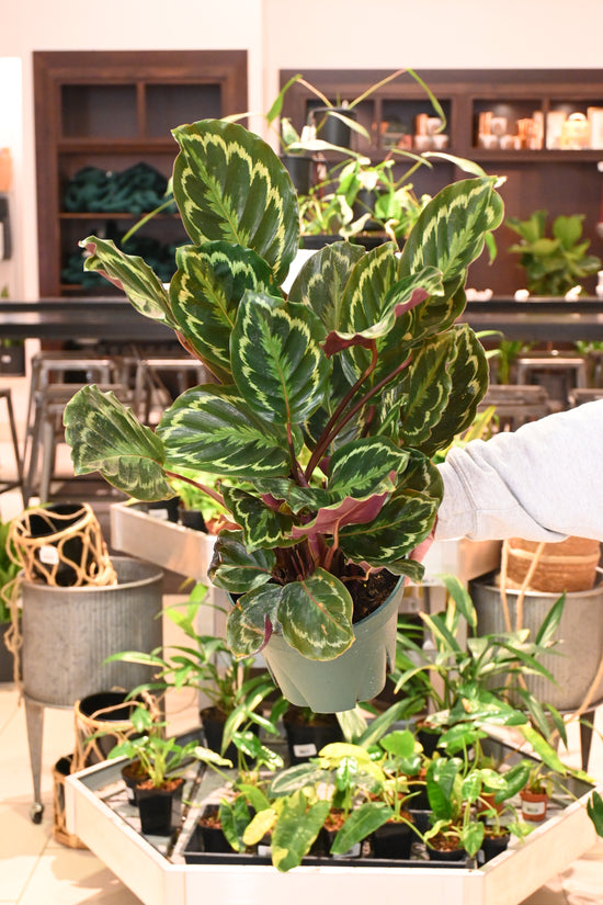 Calathea Roseopicta