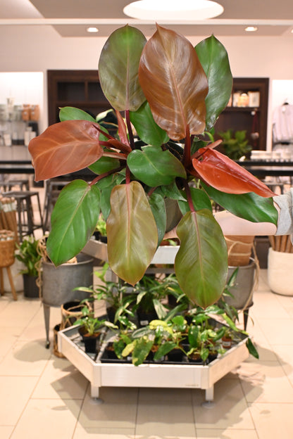 Philodendron McColley&